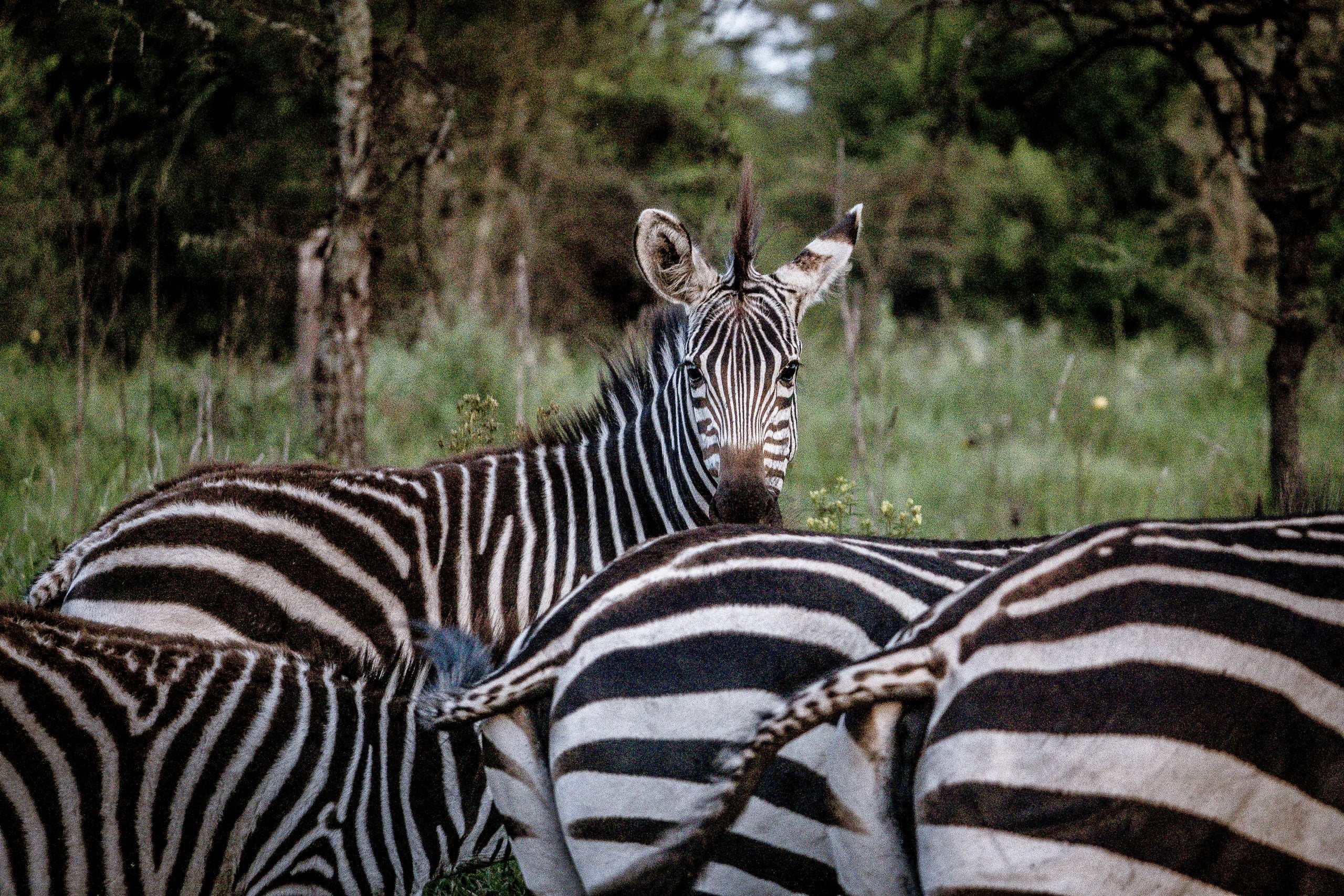 safari en famille Afrique