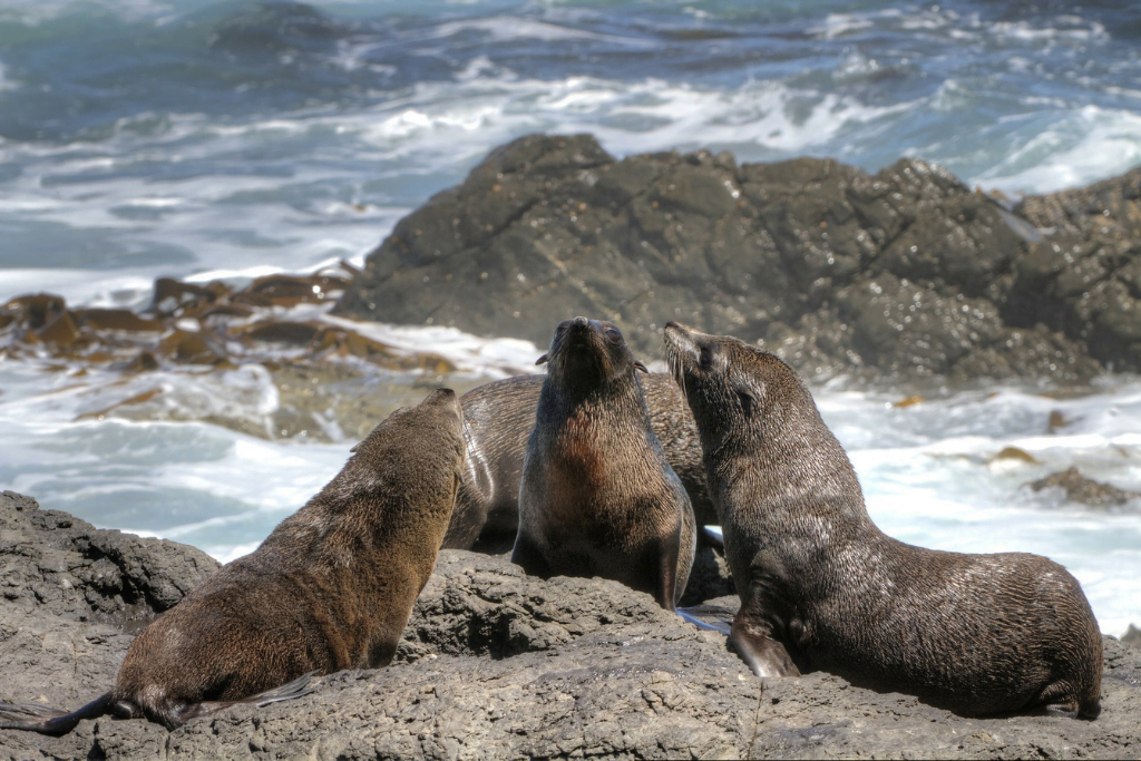 Sea lions & Seals