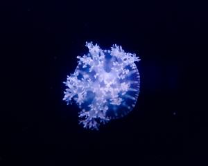 Fluorescence sous-marine