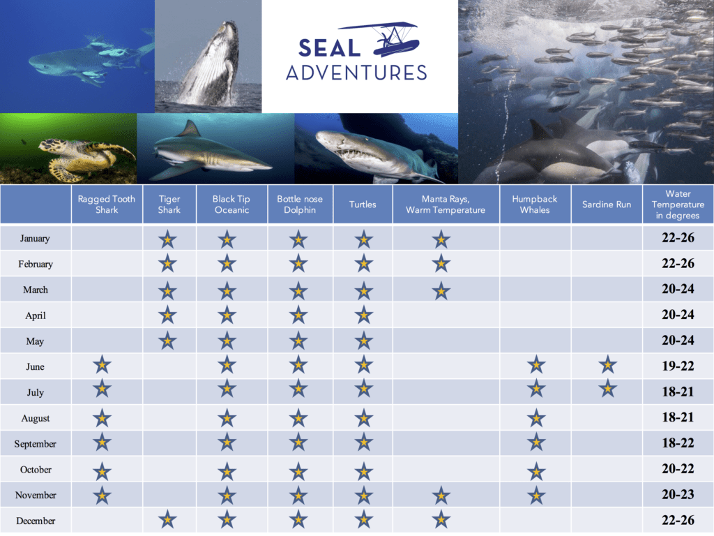 Freediving trip South Africa