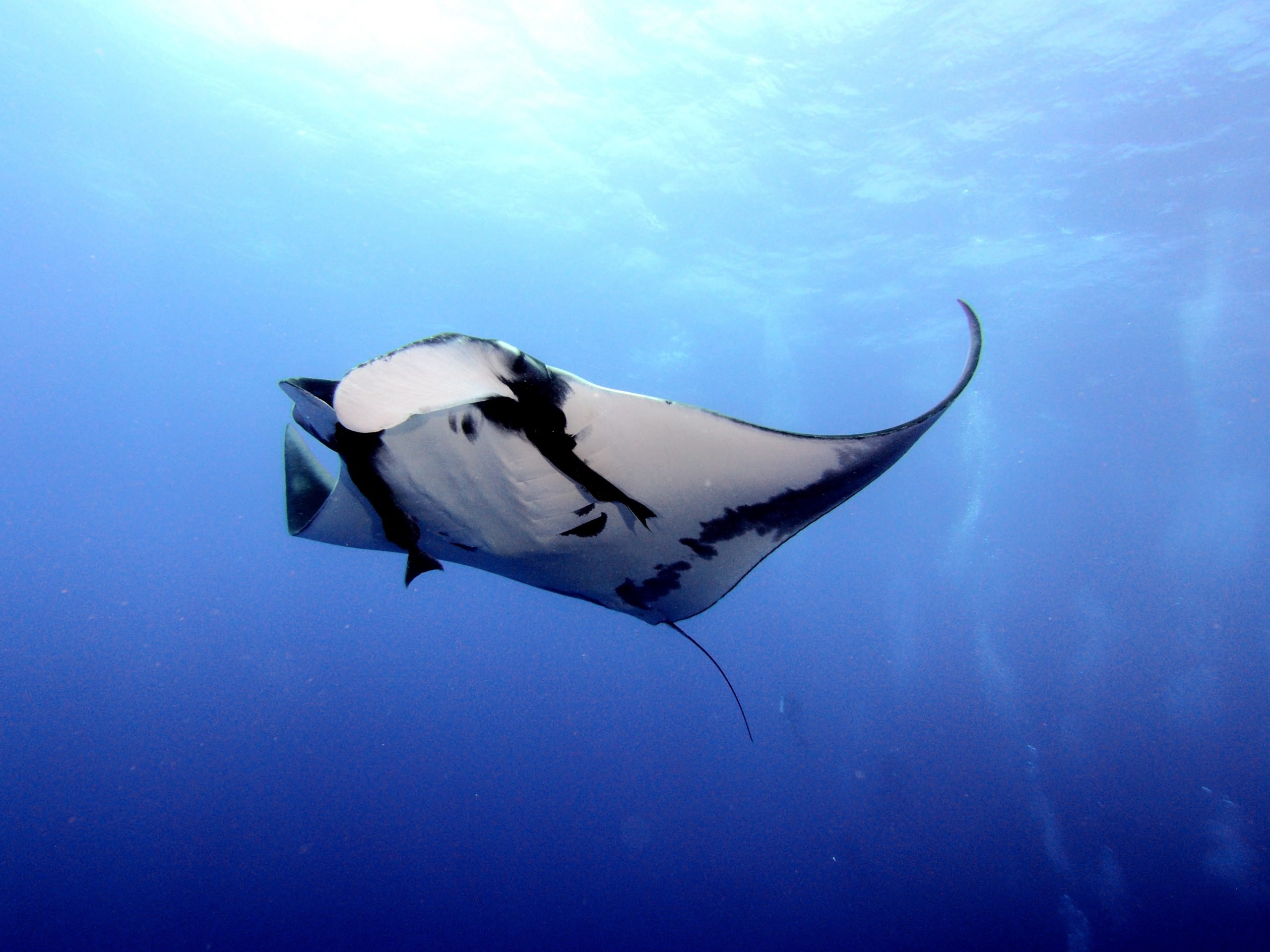 Voyage apnée en Indonésie Rays