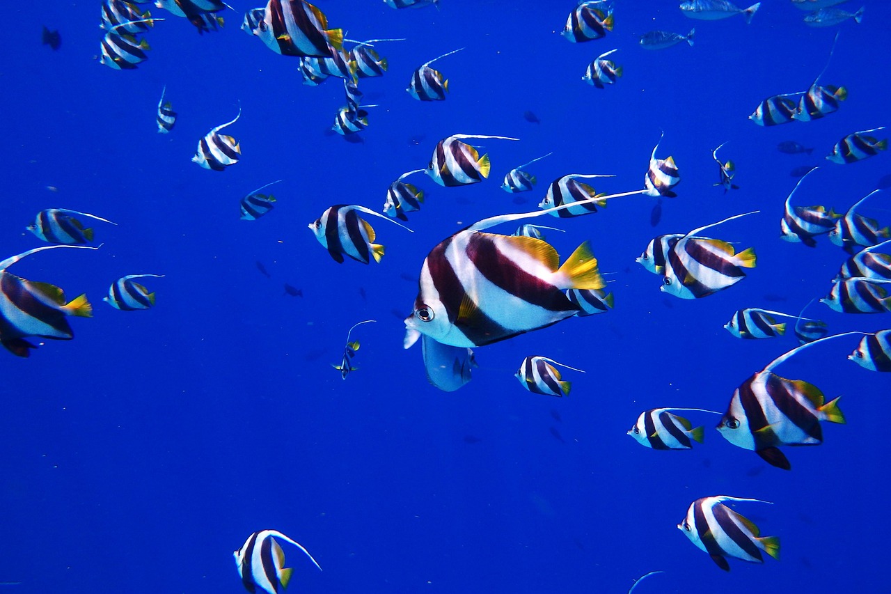 fish, sea, water, dive, stripes, blue, nature, aquarium, the maldives, snorkel, many