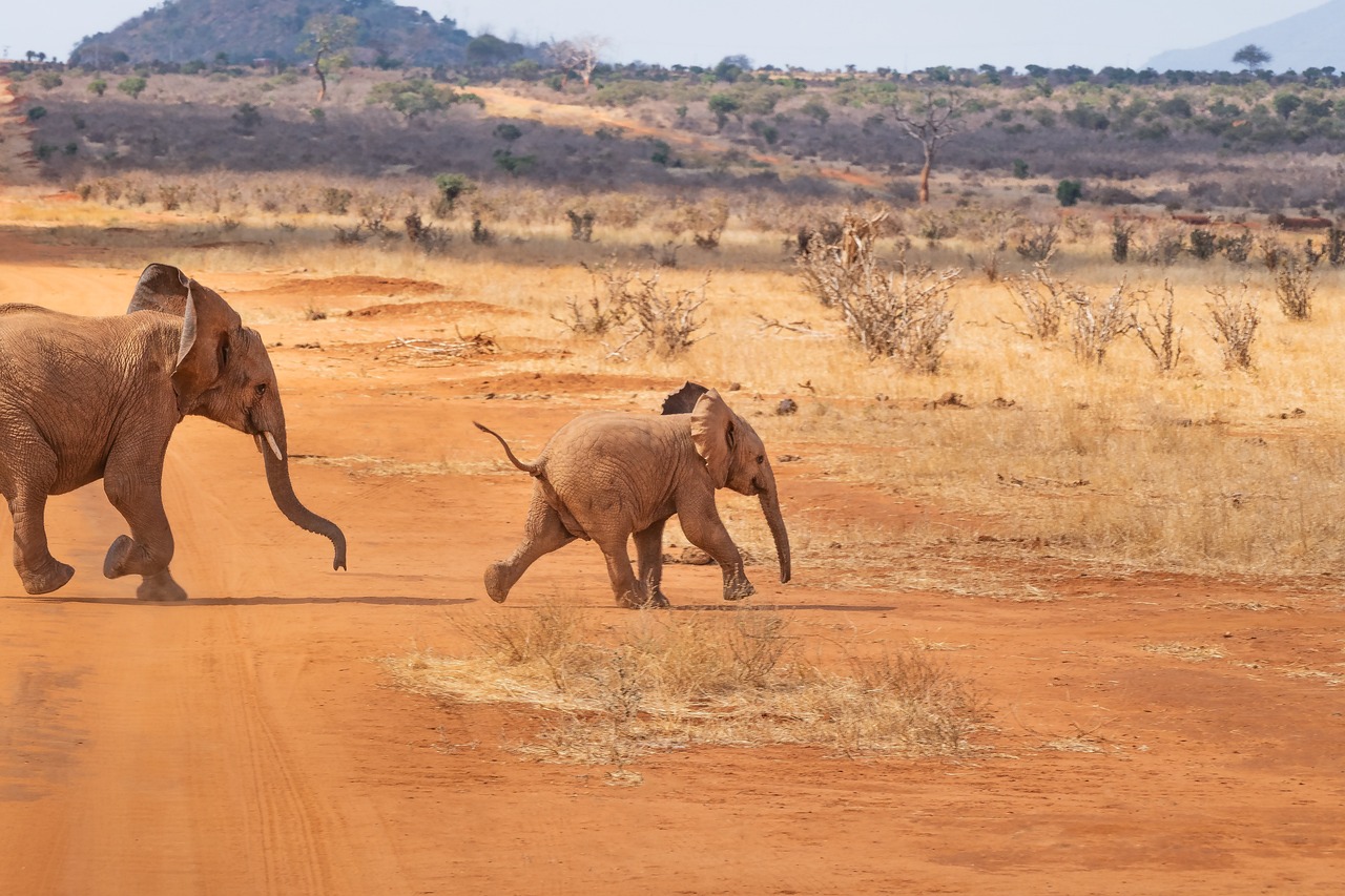 safari, elephant, landscape, nature, africa, savannah, wilderness, animal world, steppe, wild, kenya, baby elephant, flock, animal, family, baby, safari, elephant, elephant, elephant, elephant, elephant, africa, africa, africa, savannah, kenya, kenya, kenya, baby elephant