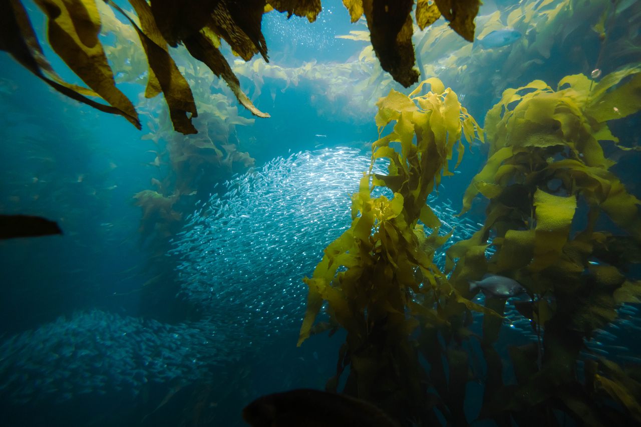 Vibrant underwater scene of a school of fish swimming through a lush kelp forest, showcasing marine biodiversity.