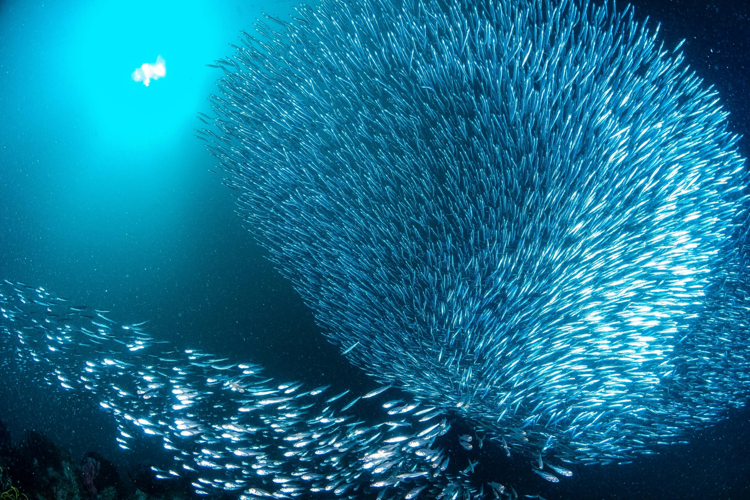 Thriving marine life with a school of fish swimming in Malaysian waters. Captivating underwater view.
