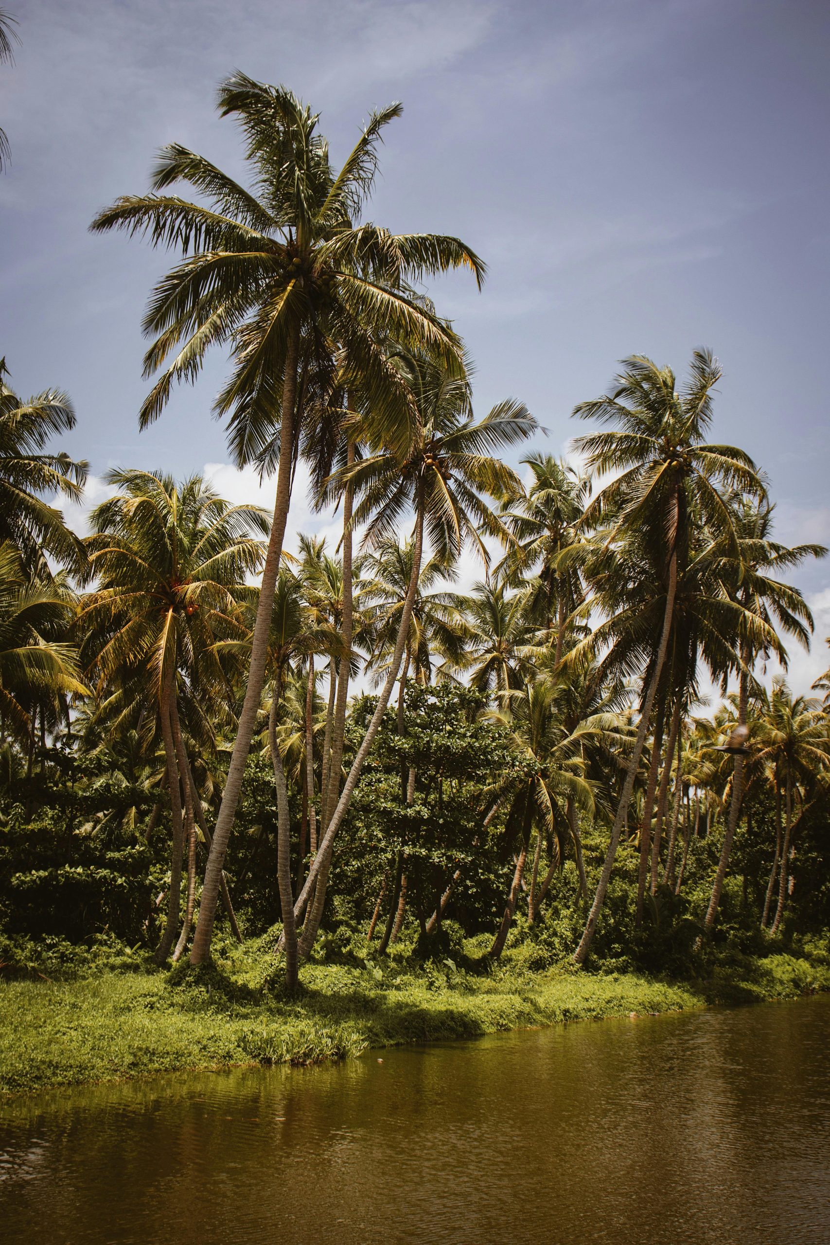 Serene tropical river view with lush palm trees in Sri Lanka, capturing nature's beauty.