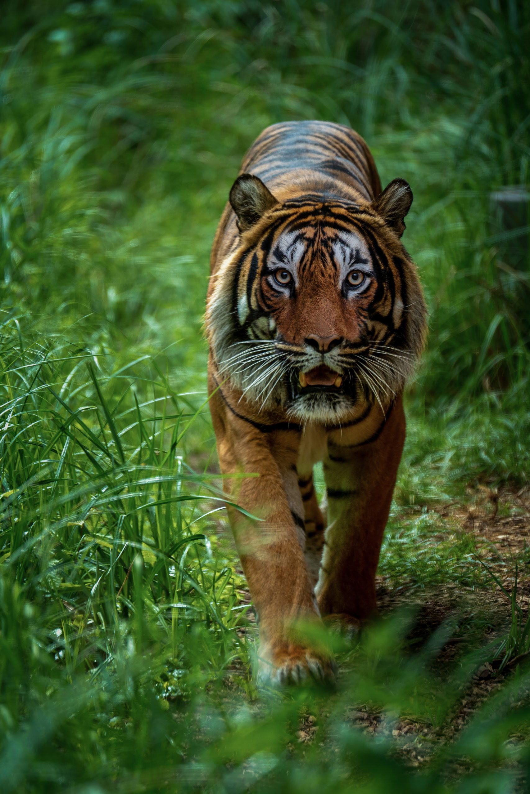 A powerful Bengal tiger prowling through lush jungle vegetation, showcasing its majestic stripes and wild nature.
