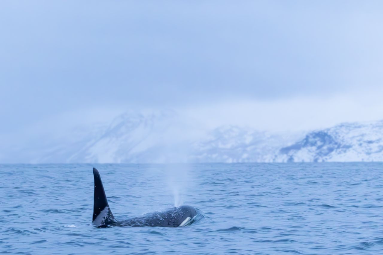A powerful orca whale surfaces in cold, icy waters with snow-capped mountains in the background.