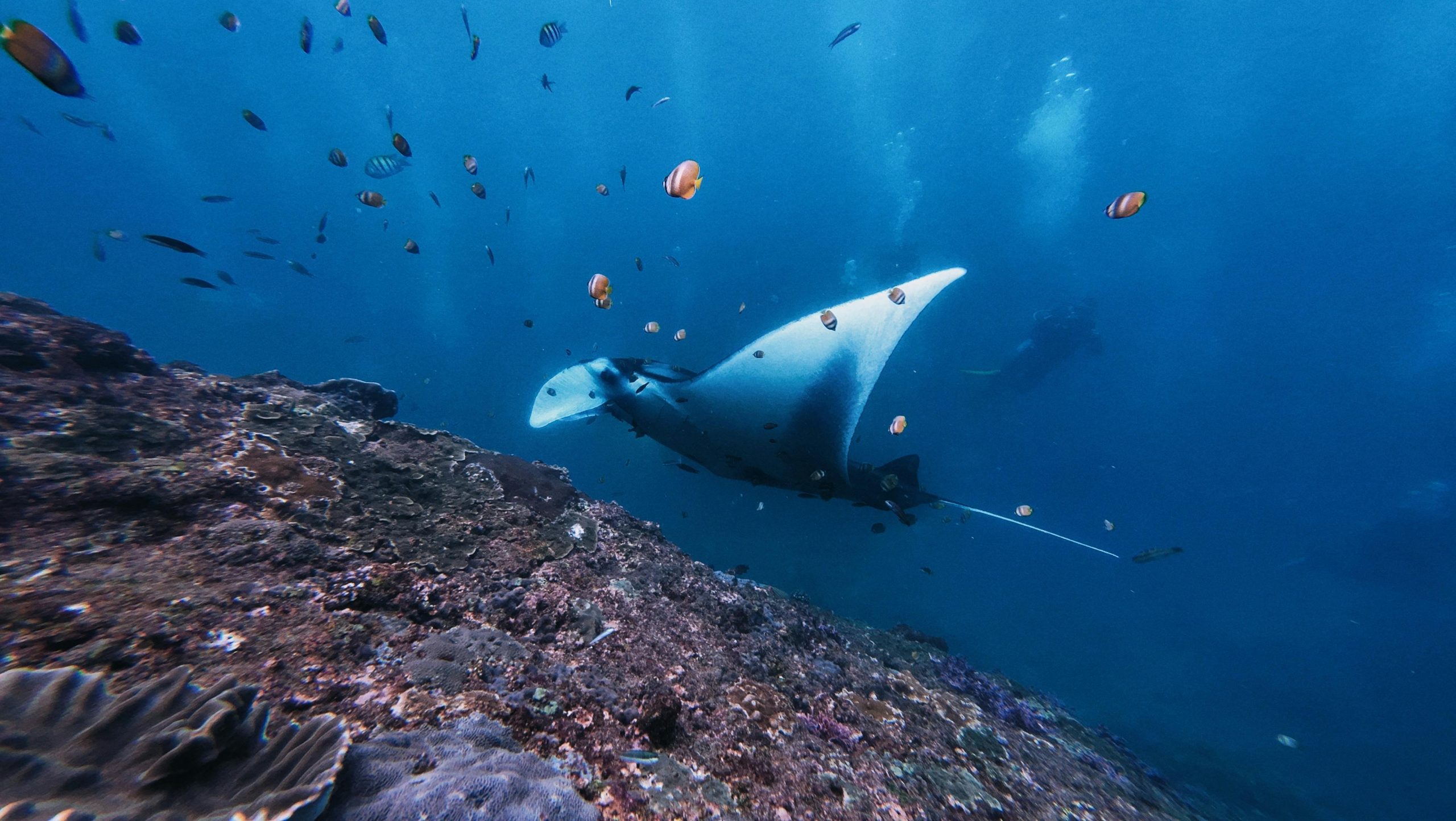 Majestic manta ray swimming with vibrant fish in Bali, Indonesia's ocean reef.
