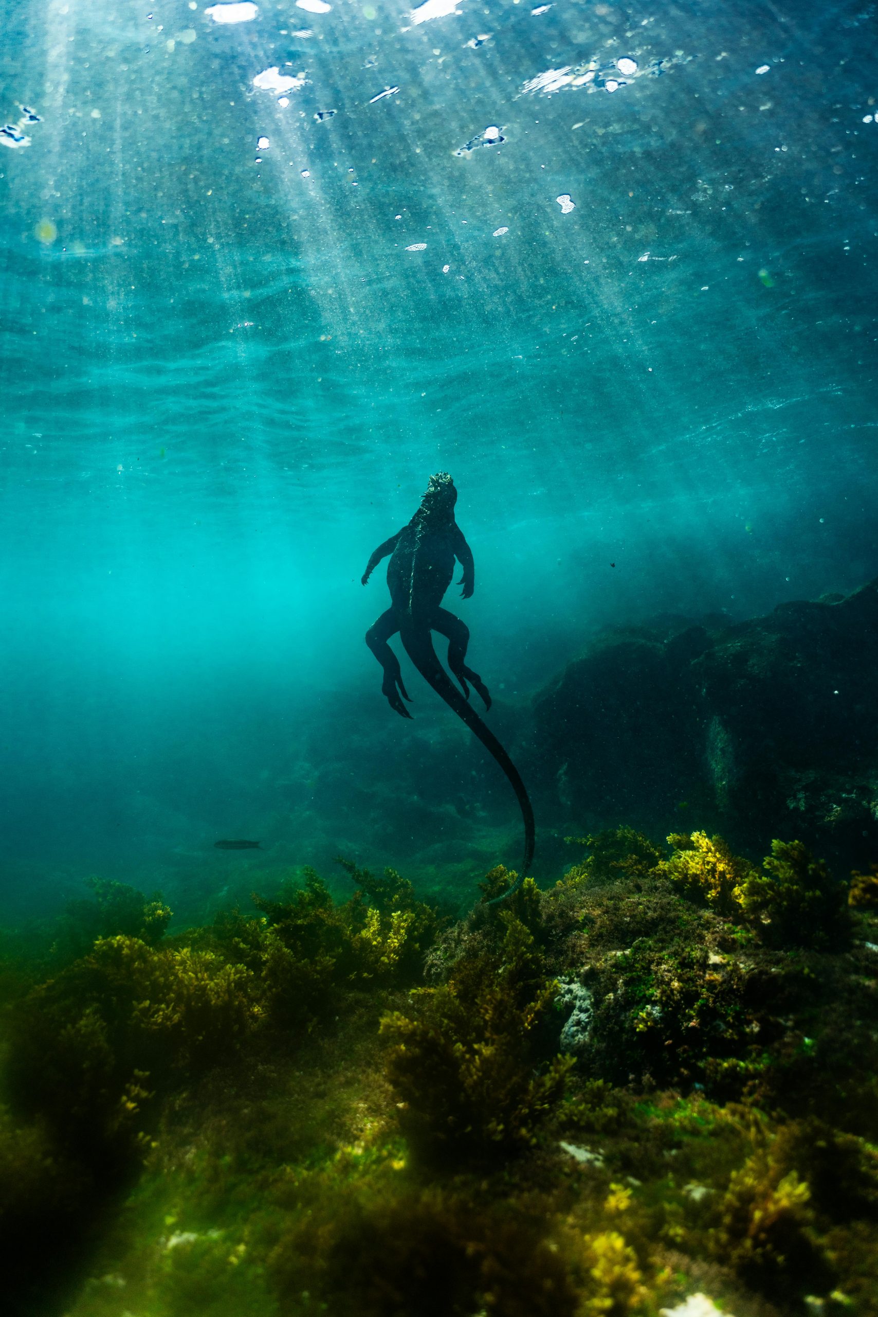 A marine iguana gracefully swims underwater in the sunlit waters of the Galápagos Islands.