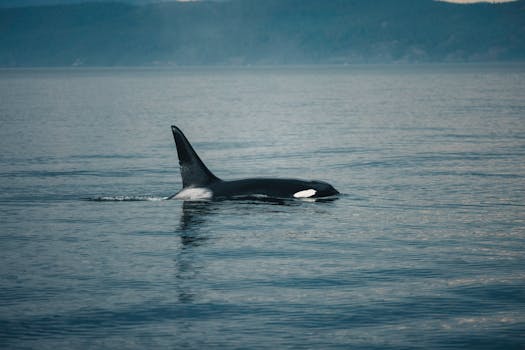 A majestic orca swims in calm ocean waters, captured during the day.