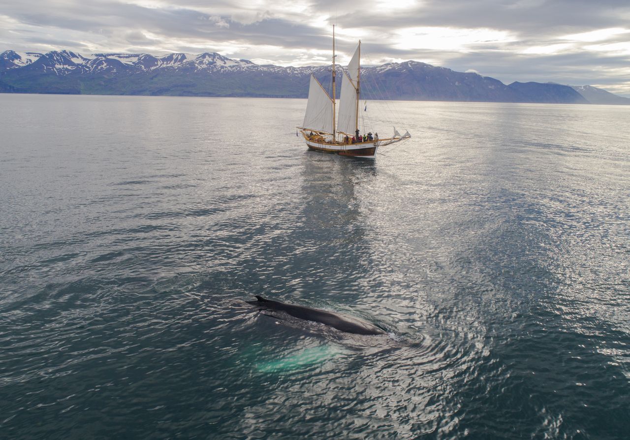 Dark humpback whale with long white fins swimming near modern boat with hoisted sails