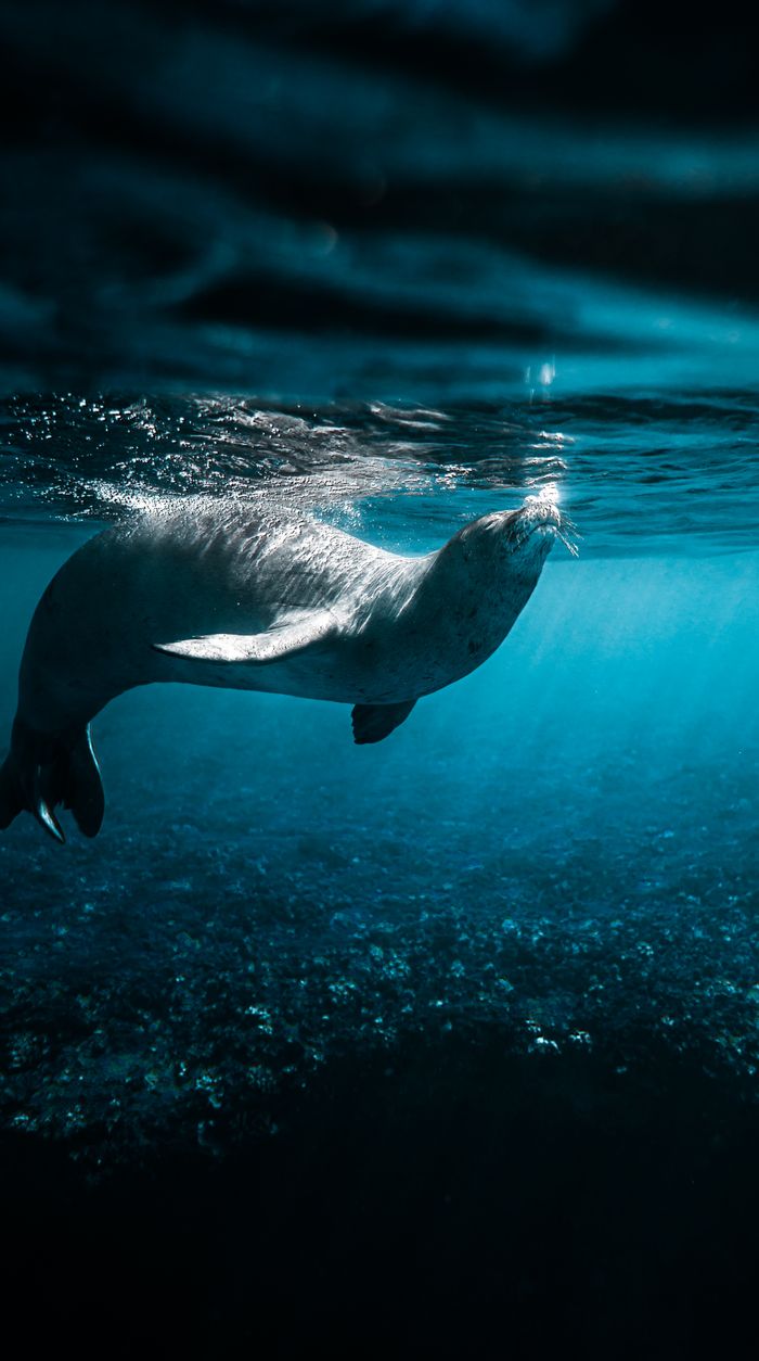 A Hawaiian monk seal gracefully swimming beneath the ocean surface in clear blue waters.