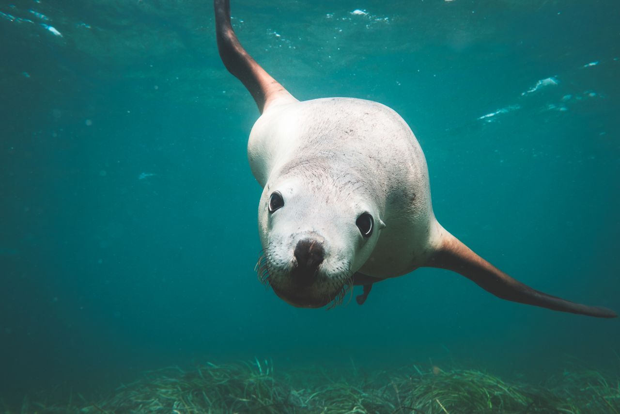 Wild eared seal with big fins swimming in blue sea with grassy bottom