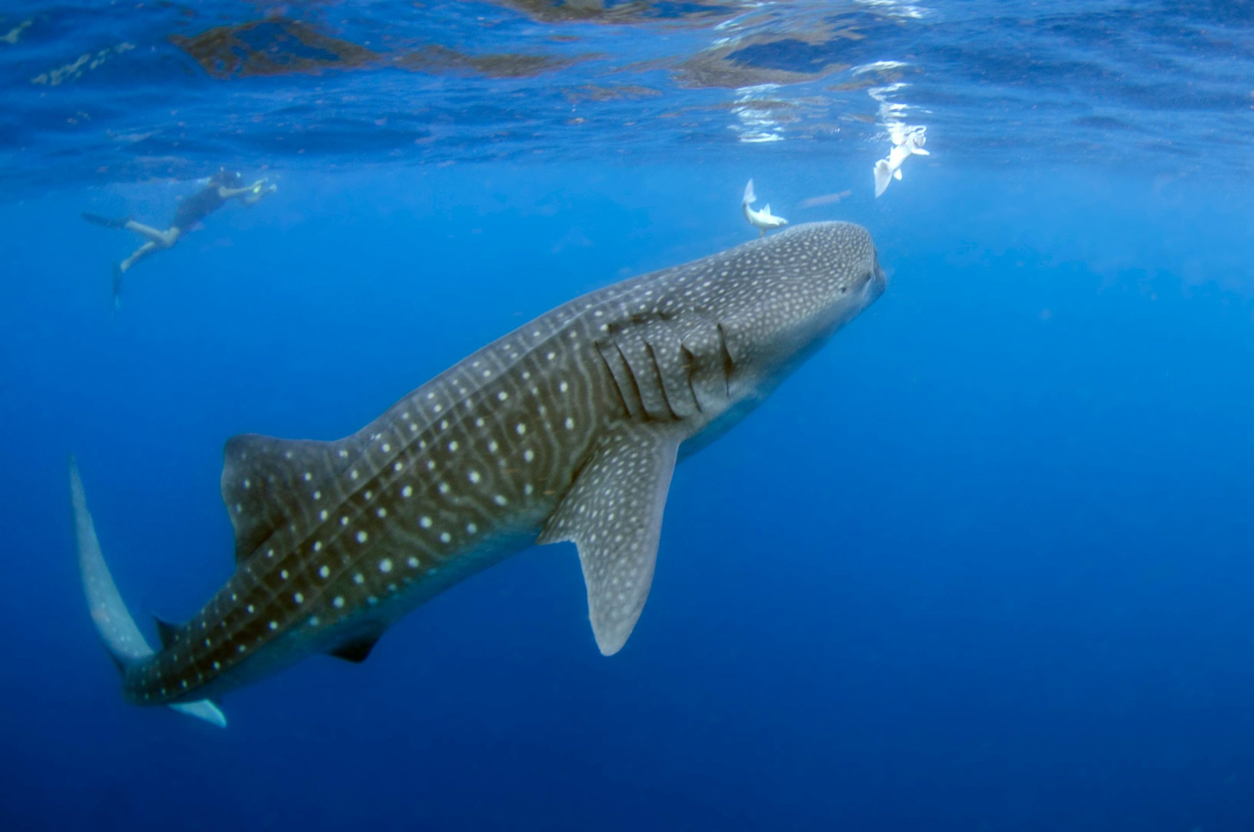 A stunning underwater capture of a giant whale shark swimming gracefully in the ocean.