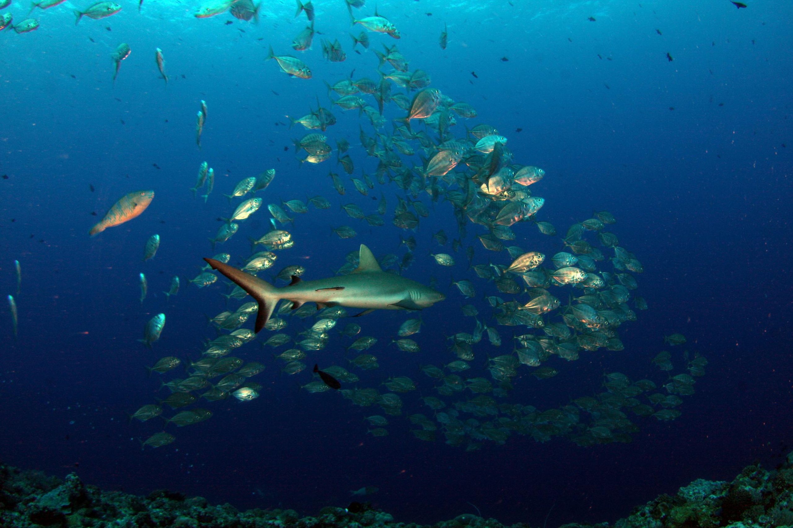 Shark swimming with a school of fish in a vibrant underwater scene.