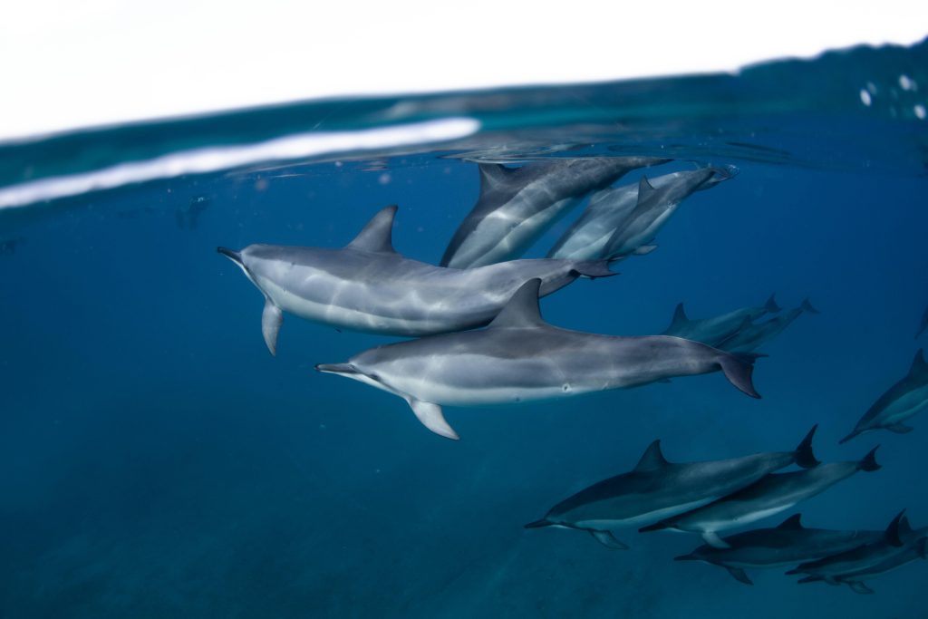 A pod of spinner dolphins gracefully swims underwater in clear blue ocean waters.