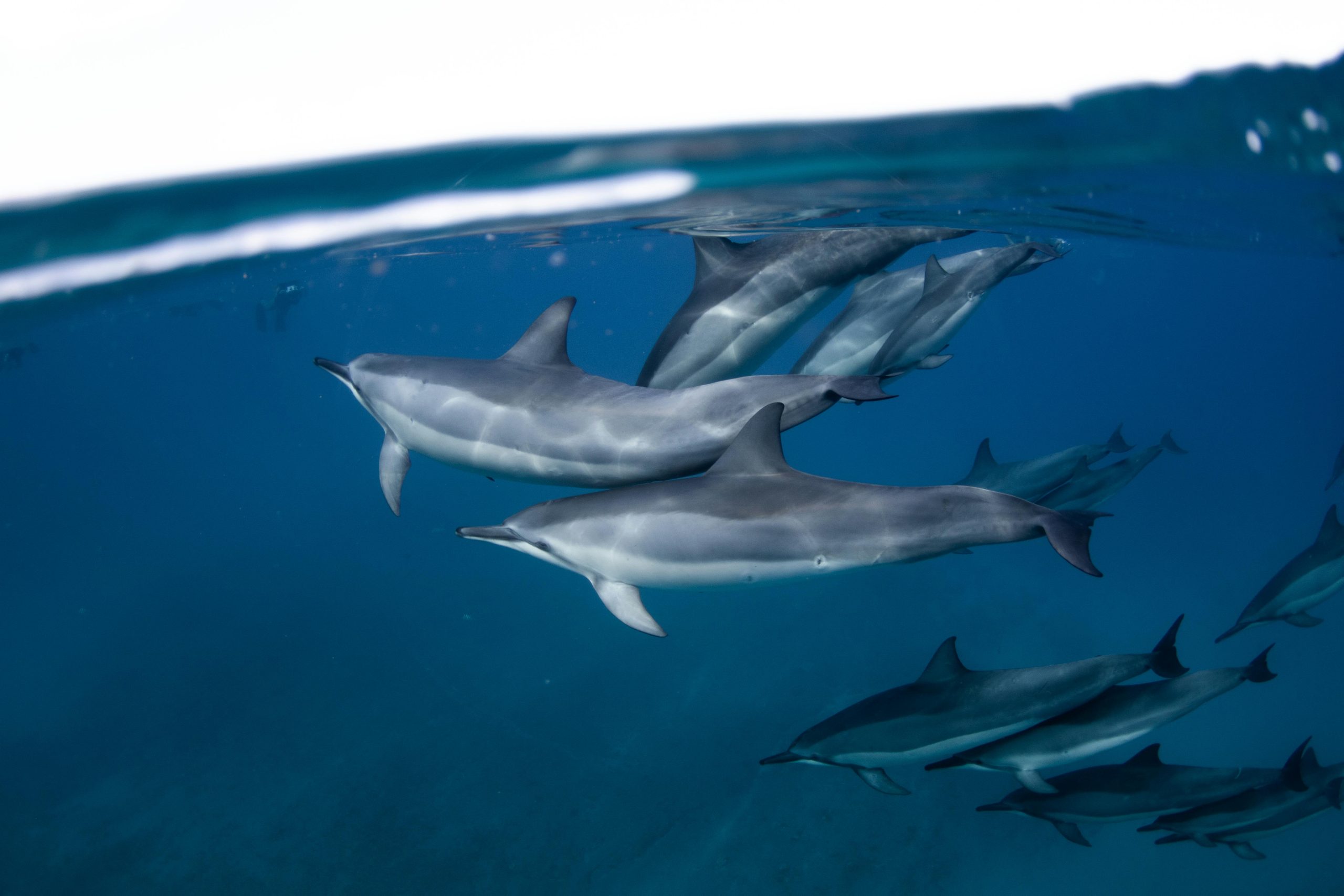 A pod of spinner dolphins gracefully swims underwater in clear blue ocean waters.