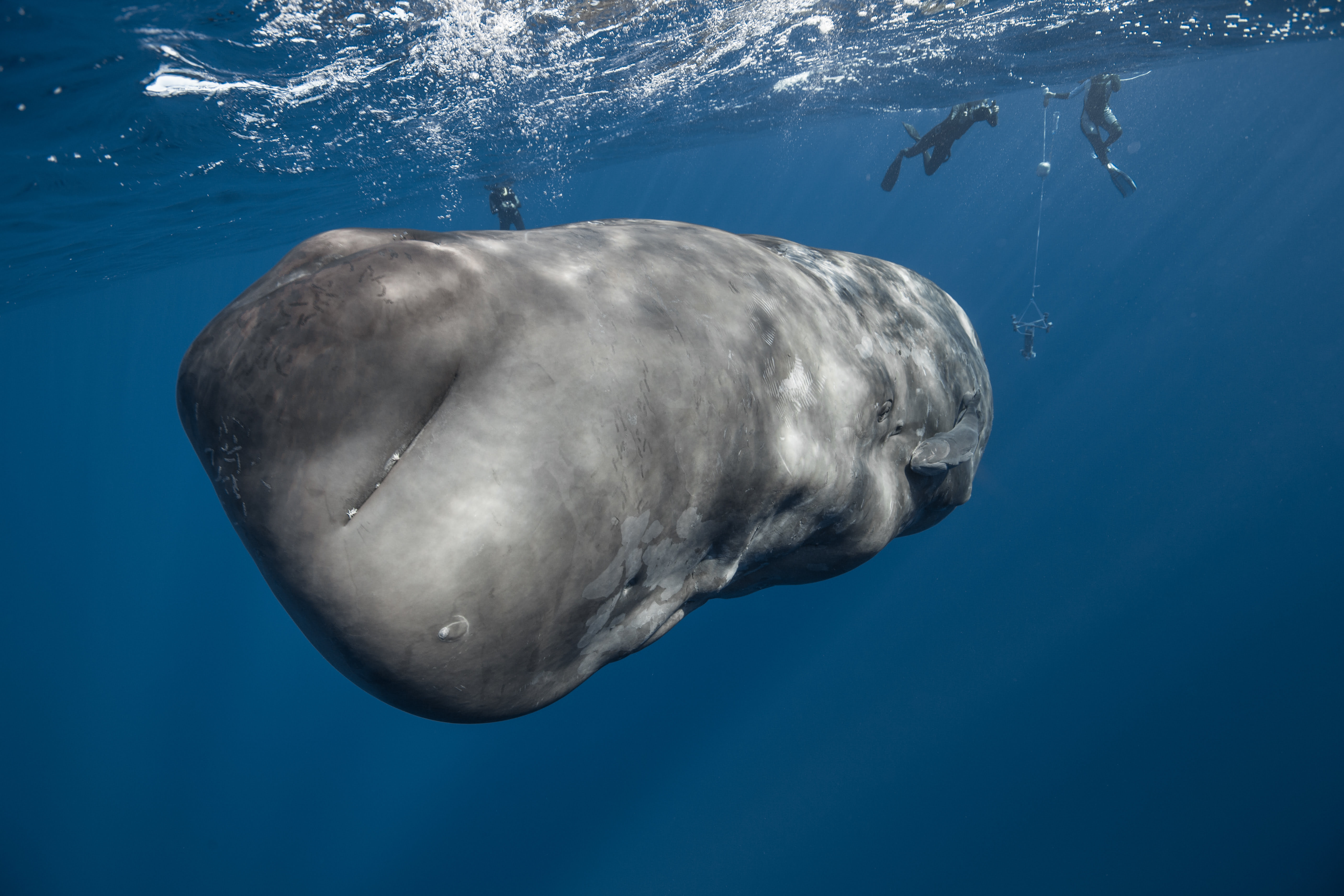 Seafari plongée aux Açores, baleines, dauphins, raies mobula et requins
