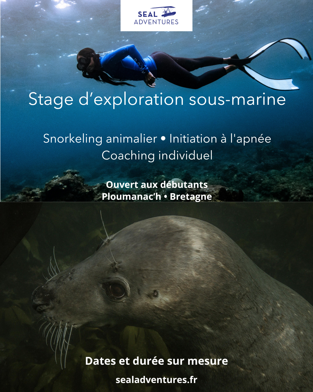 Affiche stage snorkeling animalier Bretagne