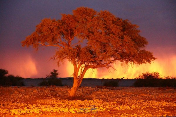 Read more about the article The Adventures by SEAL, Episode 22: Private SEA AIR LAND Safari in the deserts of Namibia