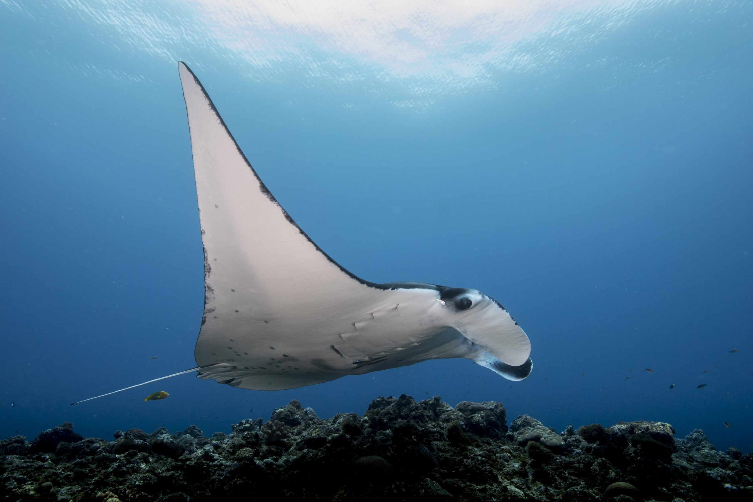 RUSSIE - Plongée sous glace au lac Baïkal