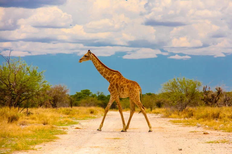 Namibie-15