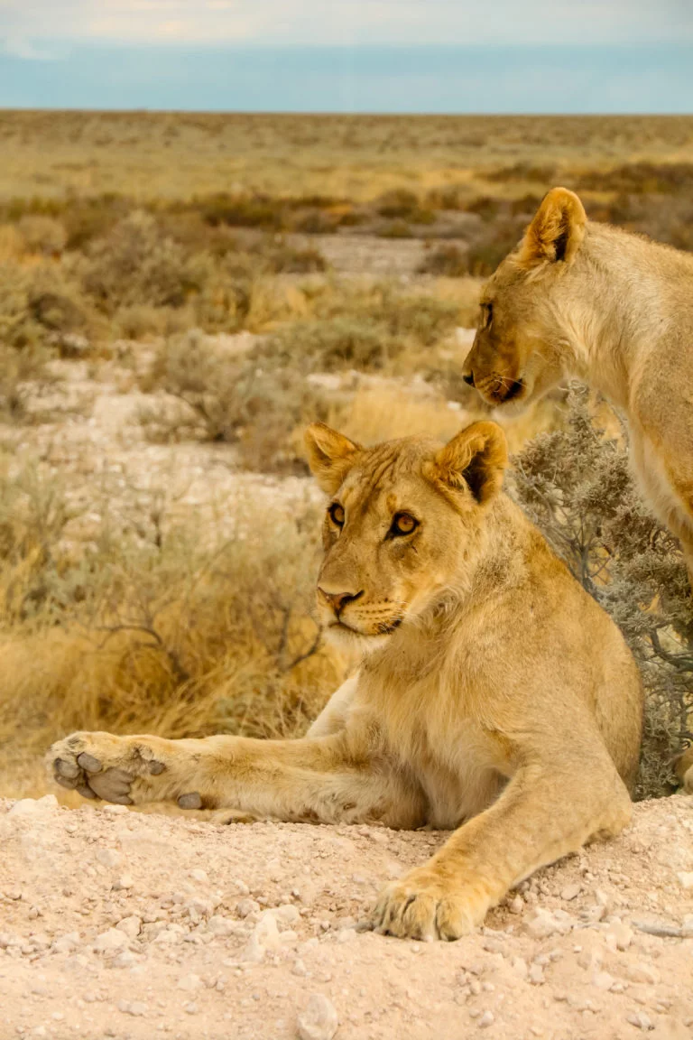 Namibie-18 big 5