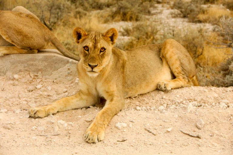Namibie-19 Safari Afrique : où partir et quand