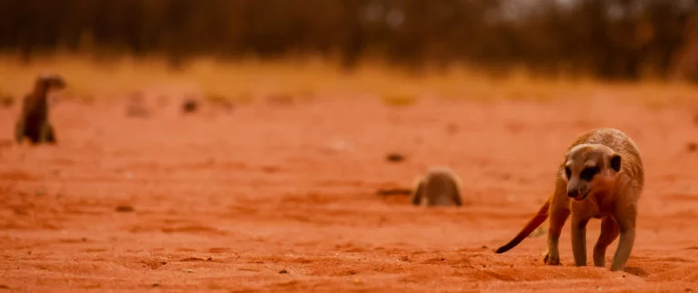 Namibie-69