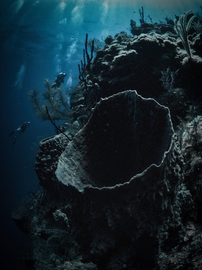 voyage plongée belize