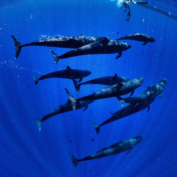 voyage plongée belize