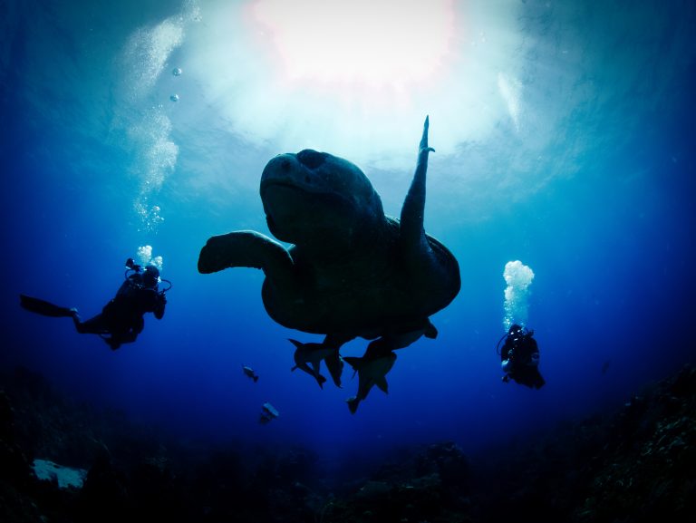 voyage plongée belize