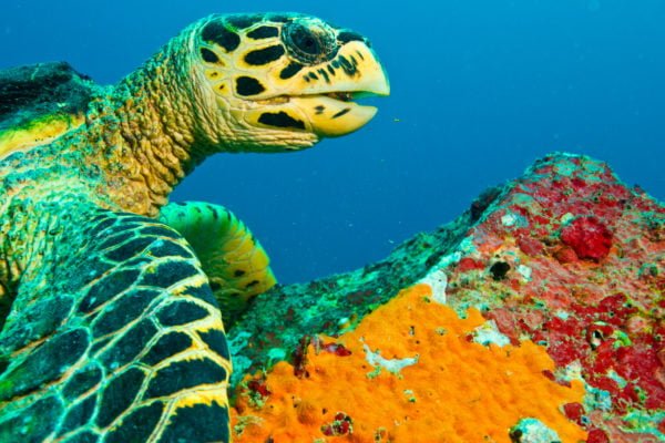 Read more about the article The Adventure by SEAL, Episode 14: The Baptism of Diving