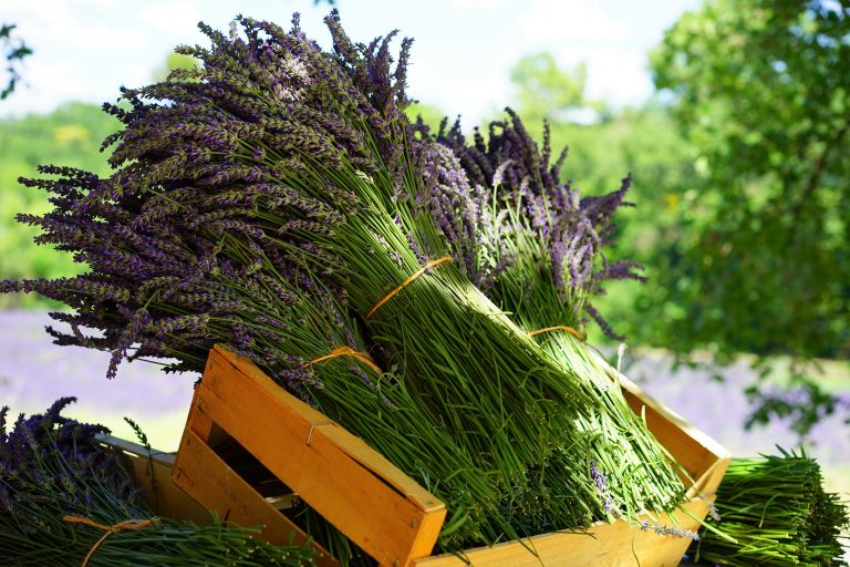 Sud de la France (3)