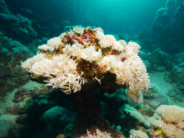 stage de photo sous-marine