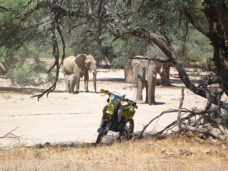 bike-in-front-of-elephant