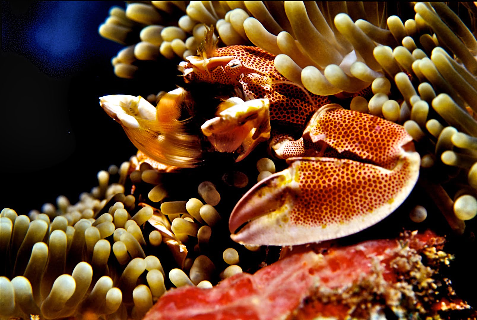 Seafari plongée aux Philippines