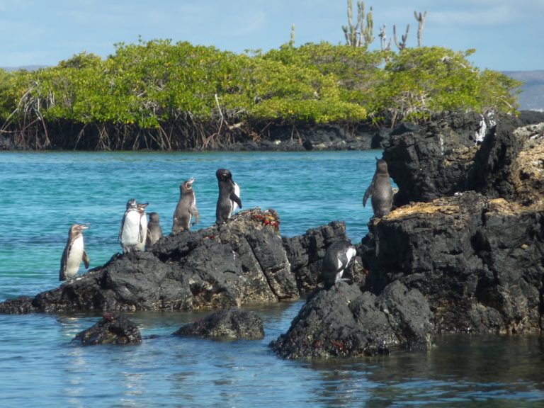 Voyage plongée aux Galapagos