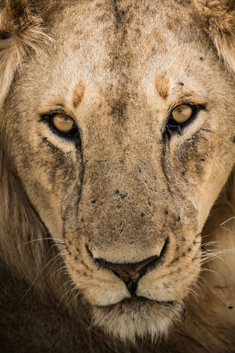 Safari Tanzanie Zanzibar : Big Five, Serengeti et plages Intense close-up of an African lion's face, showcasing its powerful gaze and majestic features.