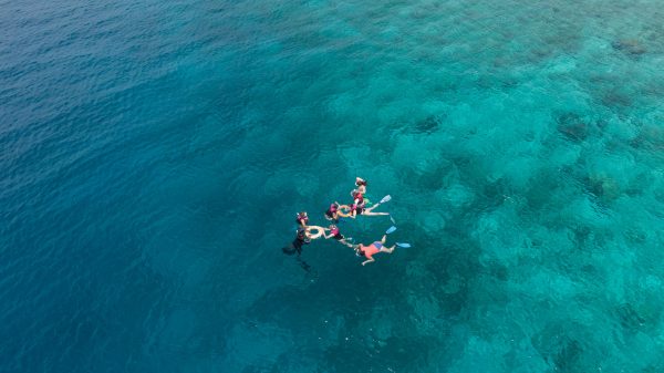 Lire la suite à propos de l’article Voyages snorkeling animalier en famille | SEAL Adventures