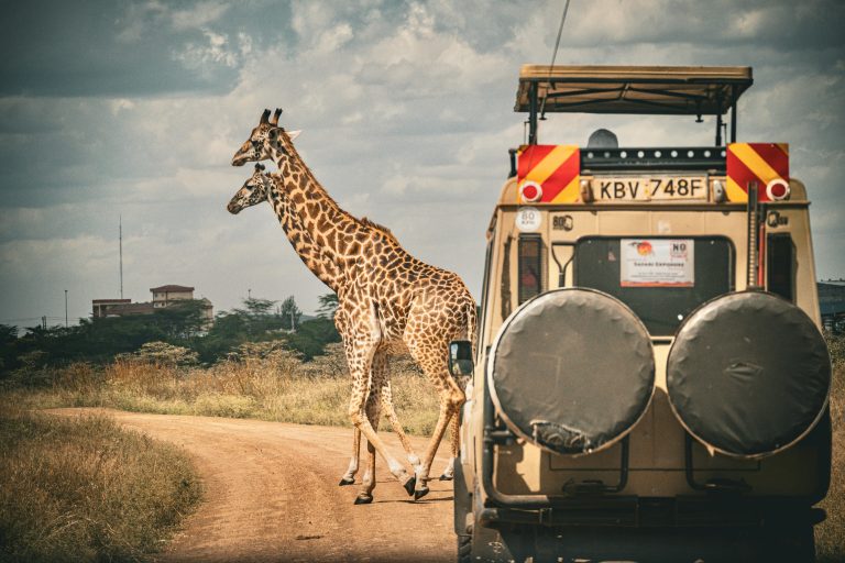 Safari Kenya & océan Indien : grande faune et plages sauvages Two giraffes crossing a dirt road in Africa in front of a safari jeep, capturing the essence of wildlife adventure.