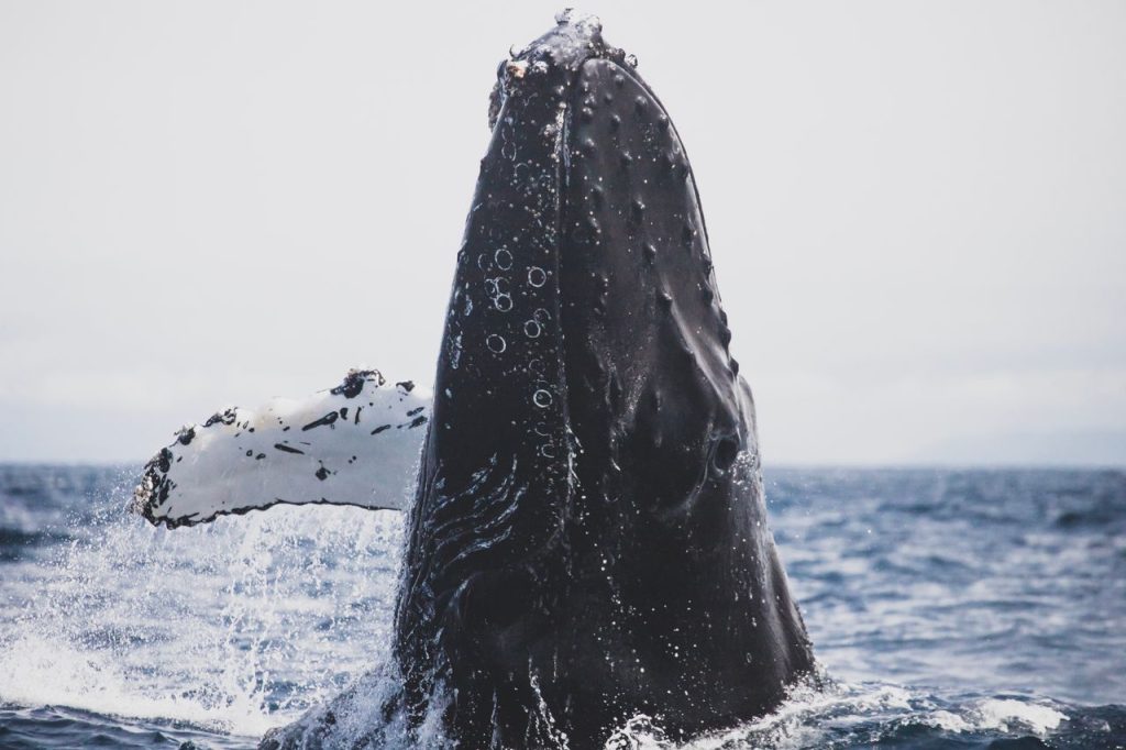A stunning view of a humpback whale breaching in the ocean off California's coast, showcasing marine wildlife.