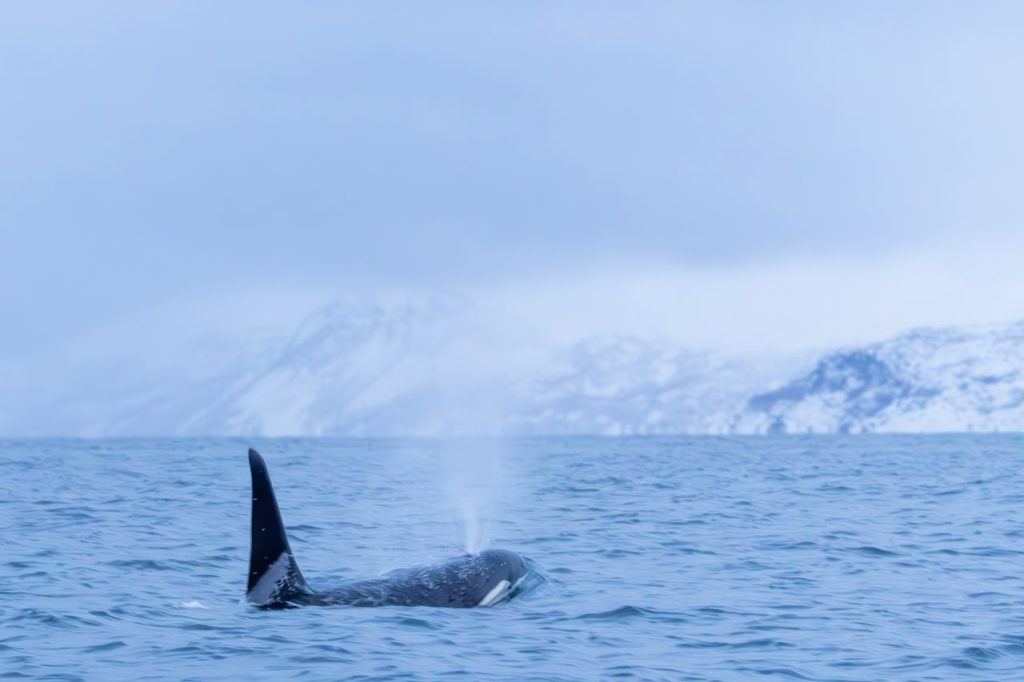 A powerful orca whale surfaces in cold, icy waters with snow-capped mountains in the background.