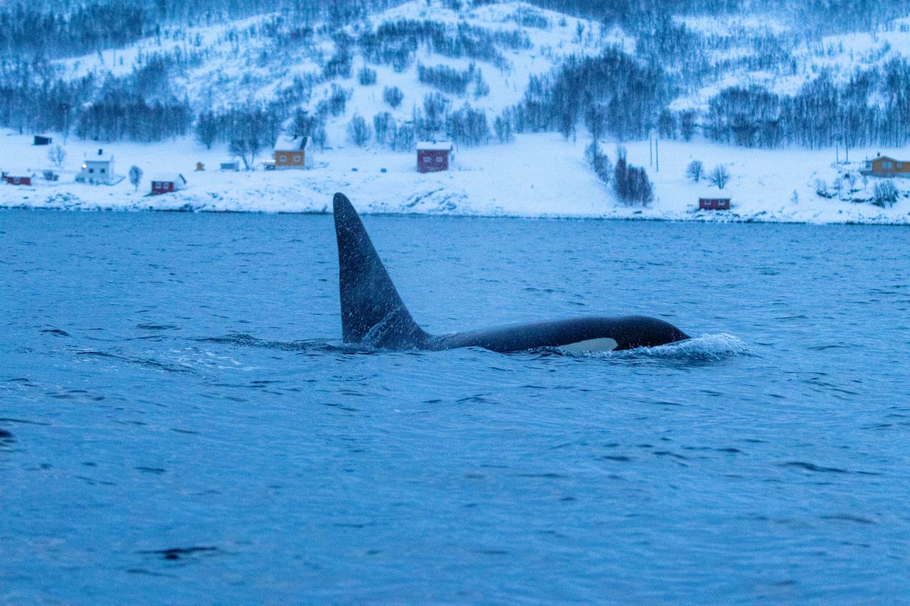 Majestic orca swimming in a snowy fjord with scenic winter backdrop.