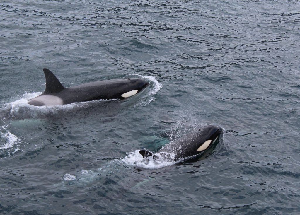 Two orcas gracefully swimming in the Pacific Ocean, Alaska.