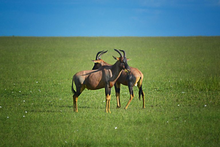 Safari Kenya & océan Indien : grande faune et plages sauvages Two hartebeests standing in a lush green field under a clear blue sky in Nakuru County.