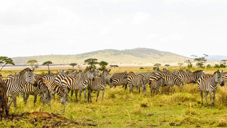 Safari Tanzanie Zanzibar : Big Five, Serengeti et plages A herd of zebras grazing in the Serengeti plains of Tanzania under a bright sky.