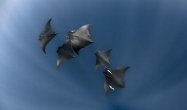 voyage plongée açores