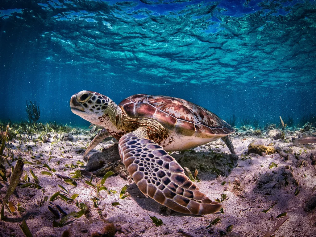 tortue belize